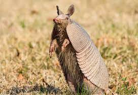 Imagen de un armadillo